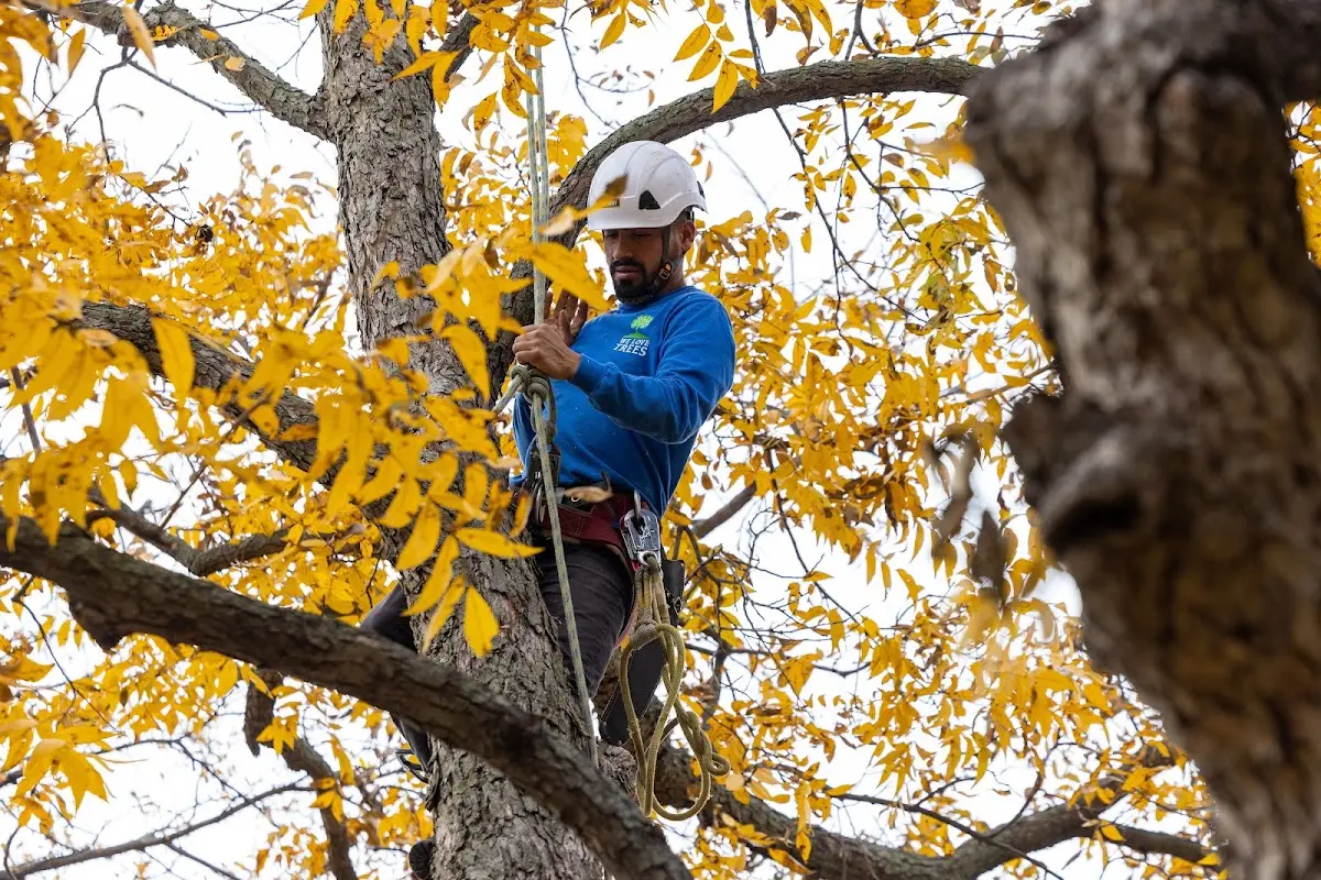 Skilled Tree Pruning crew working in Edgemont
